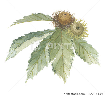 Watercolor painting of oak tree 127034399