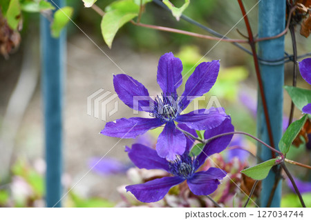 鐵線蓮“阿芙羅狄蒂·埃萊加富米娜” 127034744