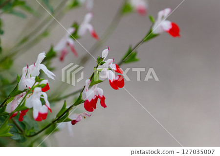 熱唇可愛花朵 01 熱唇可愛花朵 01 127035007