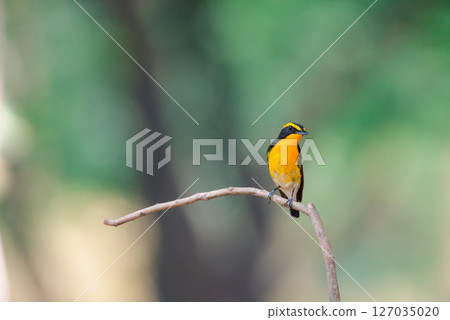Bird (Narcissus Flycatcher) on tree in nature wild Bird (Narcissus Flycatcher) on tree in nature wild 127035020