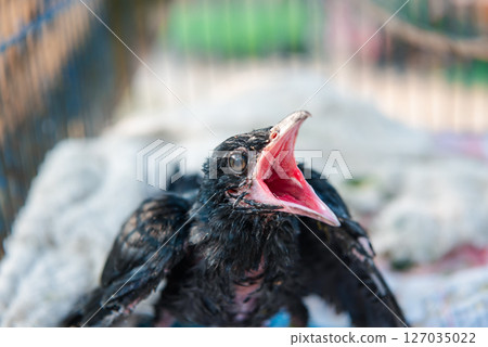 Bird (Asian koel) baby bird or chick nature wild 127035022