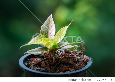 Greenery background nature plant leaf (Anthurium) 127035023
