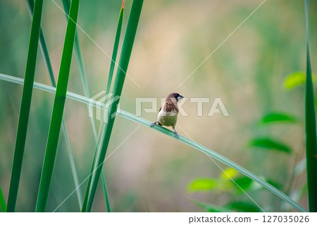 Bird (Scaly-breasted Munia) in a nature wild Bird (Scaly-breasted Munia) in a nature wild 127035026