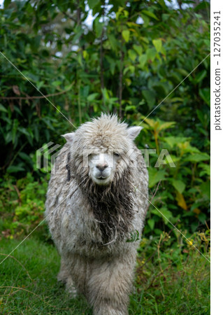 Alpaca Alpaca 127035241