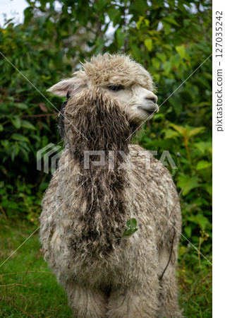 Alpaca Alpaca 127035242