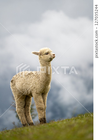 Alpaca 127035244