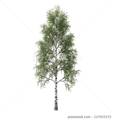 Tall birch tree with white bark and green leaves on transparent background, perfect for forest, botanical, nature, or landscaping design elements. 127035572