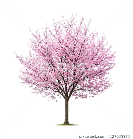 Beautiful cherry blossom tree in full bloom with pink flowers on transparent background, perfect for spring, nature, and floral design themes. 127035573