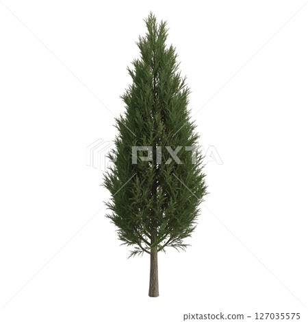 Tall cypress tree with dense green foliage on transparent background. Ideal for landscaping, forestry, nature scenes, and architectural design use. Tall cypress tree with dense green foliage on transparent background. Ideal for landscaping, forestry, nature scenes, and architectural design use. 127035575