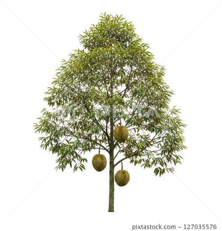 Durian tree with spiky fruit hanging from branches, shown on a transparent background. Perfect for agriculture, tropical, and botanical design themes. 127035576