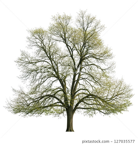 Elegant elm tree with wide, arching branches and delicate foliage on a transparent background. Ideal for landscape, nature, and architectural design. Elegant elm tree with wide, arching branches and delicate foliage on a transparent background. Ideal for landscape, nature, and architectural design. 127035577