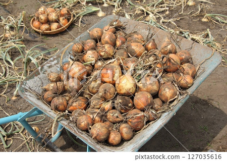 Harvested onion 127035616