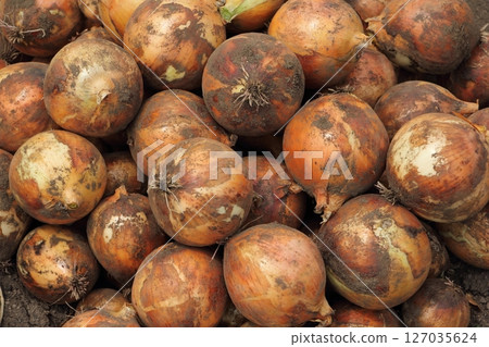 Harvested onion 127035624