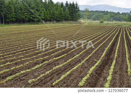初夏時節,北海道乙部市的蕎麥田裡萌芽的景象 初夏時節,北海道乙部市的蕎麥田裡萌芽的景象 127036077