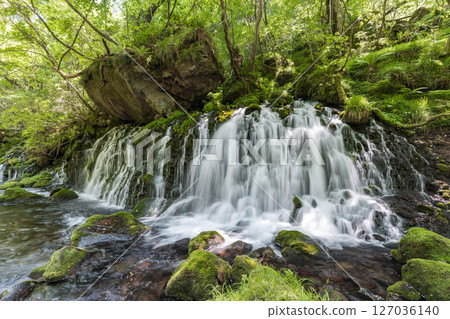 The flow of Mototaki Fushiryo and Mototaki River in early summer Nikaho City, Akita Prefecture 127036140
