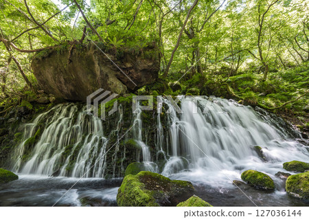 The flow of Mototaki Fushiryo and Mototaki River in early summer Nikaho City, Akita Prefecture 127036144