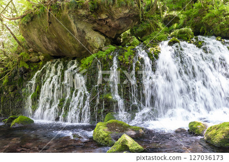 The flow of Mototaki Fushiryo and Mototaki River in early summer Nikaho City, Akita Prefecture 127036173