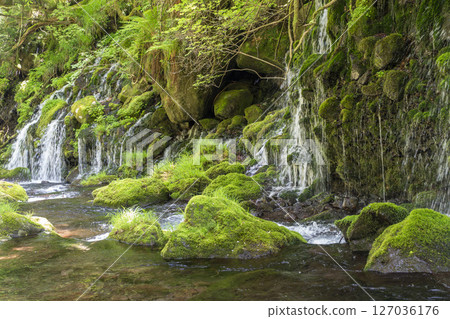 The flow of Mototaki Fushiryo and Mototaki River in early summer Nikaho City, Akita Prefecture 127036176
