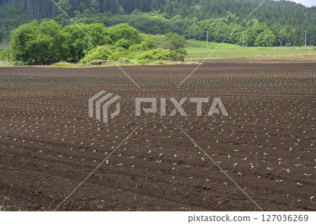 初夏拍攝北海道音部町的西蘭花田野風光 初夏拍攝北海道音部町的西蘭花田野風光 127036269