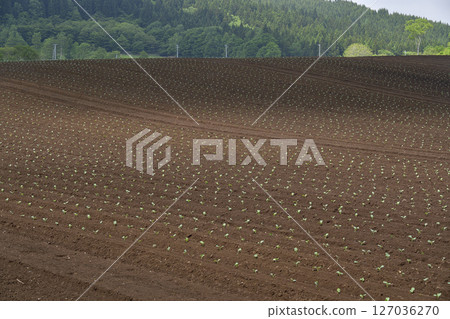 初夏拍攝北海道音部町的西蘭花田野風光 127036270