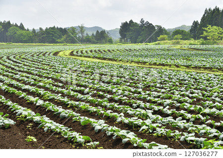 初夏拍攝北海道音部町的西蘭花田野風光 127036277