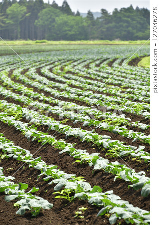 初夏拍攝北海道音部町的西蘭花田野風光 127036278