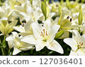 White lilies blooming looking up at the sky 127036401
