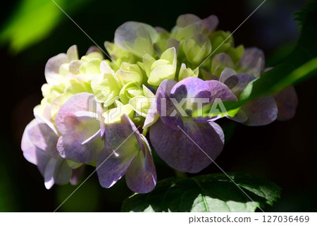 Sunbeams and hydrangea 127036469