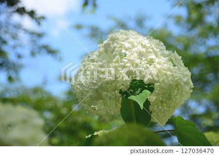 Hydrangea and blue sky Hydrangea and blue sky 127036470