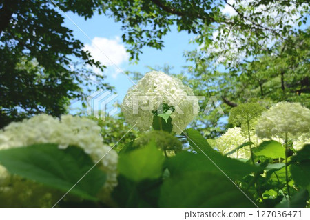 Hydrangea and blue sky 127036471