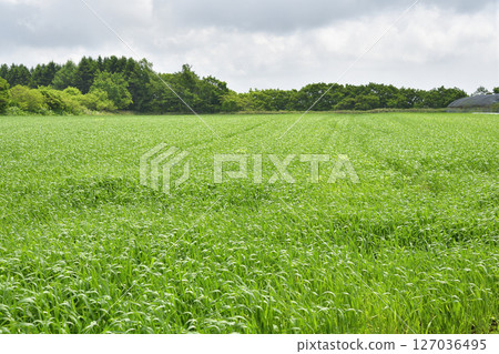 Photographing autumn-sown wheat fields in Otobe, Hokkaido in early summer 127036495