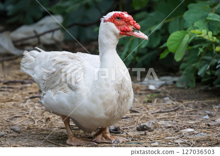 The white Duck is stay in nature garden The white Duck is stay in nature garden 127036503