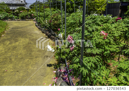 46th of the 88 Shikoku Temples: Joruriji Temple, Peony Garden, Matsuyama City, Ehime Prefecture 127036543