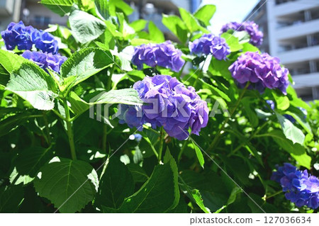 城市繡球花 127036634