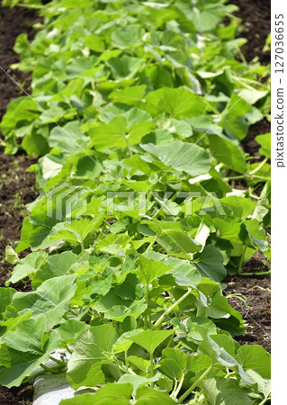 Photographing pumpkin fields in early summer in Otobe, Hokkaido Photographing pumpkin fields in early summer in Otobe, Hokkaido 127036655