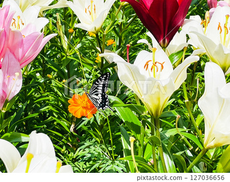 A butterfly resting among lilies 127036656