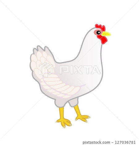 Illustration of a hen 127036781