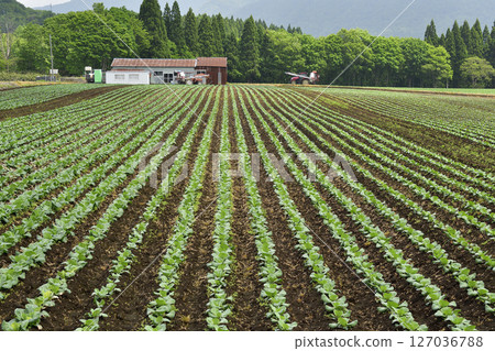 Shooting the scenery of cabbage fields in Otobe Town, Hokkaido in early summer Shooting the scenery of cabbage fields in Otobe Town, Hokkaido in early summer 127036788