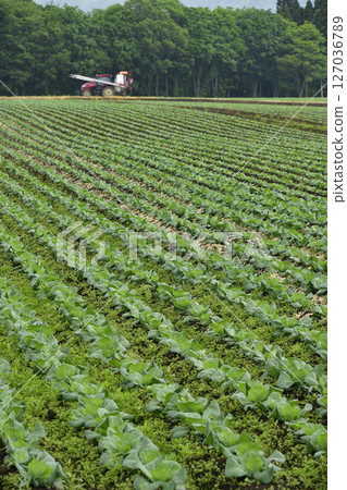 初夏拍攝北海道音部町的白菜田風景 初夏拍攝北海道音部町的白菜田風景 127036789