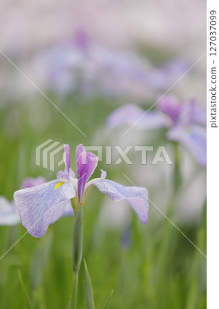 Iris flower Iris flower 127037099