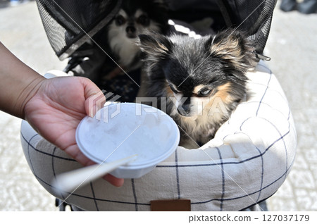 吉娃娃,一隻狗和主人一起吃刨冰,夏天的材料 吉娃娃,一隻狗和主人一起吃刨冰,夏天的材料 127037179