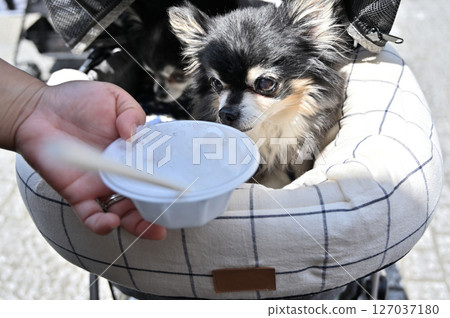 Chihuahua, a dog eating shaved ice with its owner, summer material 127037180