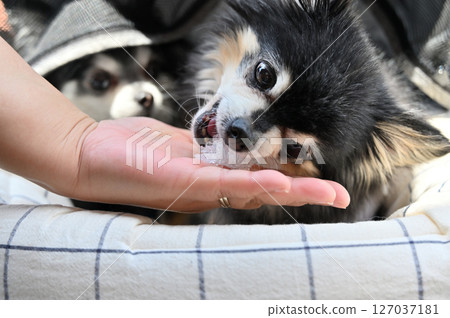 Chihuahua, a dog eating shaved ice with its owner, summer material 127037181