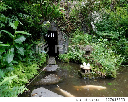 大綱金毘羅神社龍神池鯉魚 大綱金毘羅神社龍神池鯉魚 127037253