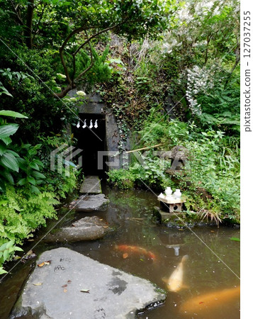 大綱金毘羅神社龍神池鯉魚 大綱金毘羅神社龍神池鯉魚 127037255
