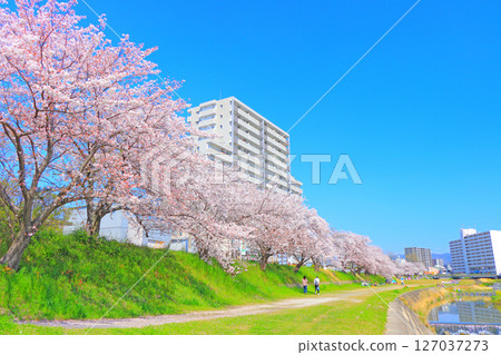 愛知縣瀨戶市瀨戶川沿岸櫻花盛開的景色 127037273