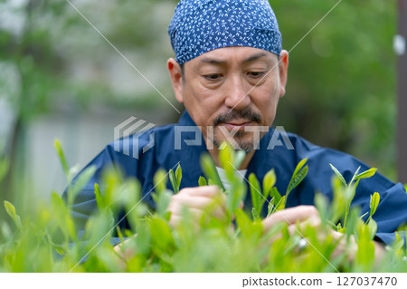A man wearing a work uniform picking tea leaves 127037470