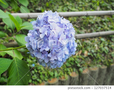 藍色繡球花 127037514