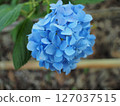 藍繡球2 127037515