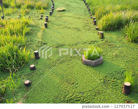 Lush Nature 2 127037517